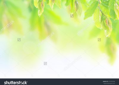 stock-photo-blurred-beautiful-nature-over-sunrise-background-ecology-world-environment-day-concept-221076766