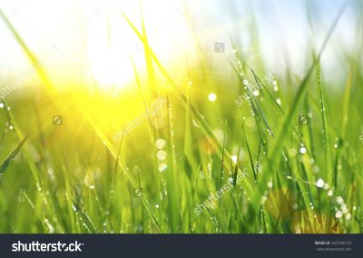 stock-photo-grass-fresh-green-spring-grass-with-dew-drops-closeup-sun-soft-focus-abstract-nature-background-262746125